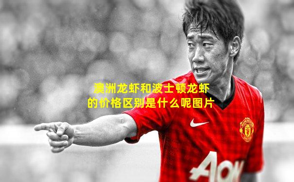 澳洲龙虾和波士顿龙虾的价格区别是什么呢图片